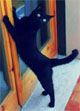 Blacky